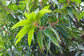 Mango Tree - Live Fruit Tree in a 3 Gallon Pot - Mangifera Indica &