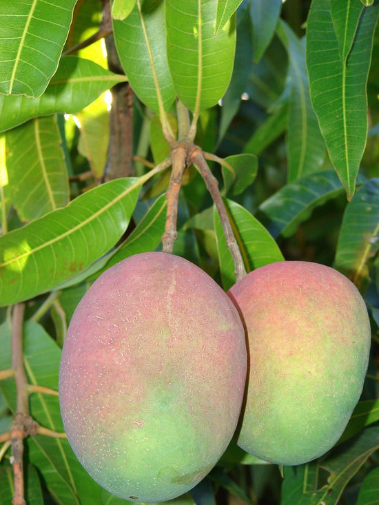 Mango Tree - Live Fruit Tree in a 3 Gallon Pot - Mangifera Indica &