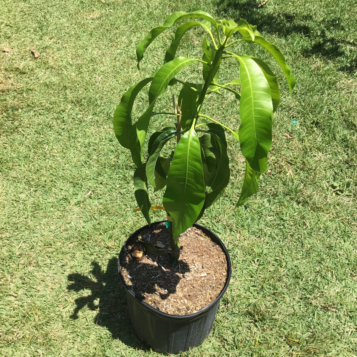 mango plant care in pot Mango Tree - Live Fruit Tree in a 3 Gallon Pot