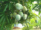 Mango Tree - Live Fruit Tree in a 3 Gallon Pot - Mangifera Indica &