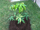 Mango Tree - Live Fruit Tree in a 3 Gallon Pot - Mangifera Indica &