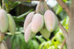 Mango Tree - Live Fruit Tree in a 3 Gallon Pot - Mangifera Indica &