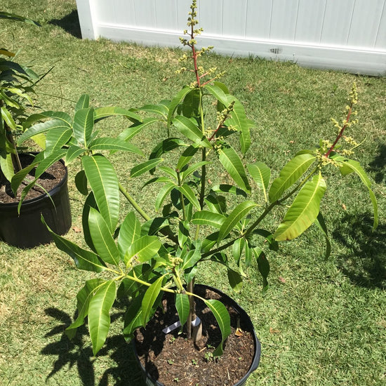 Mango Tree - Live Fruit Tree in a 3 Gallon Pot - Mangifera Indica &