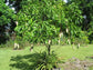 Mango Tree - Live Fruit Tree in a 3 Gallon Pot - Mangifera Indica &