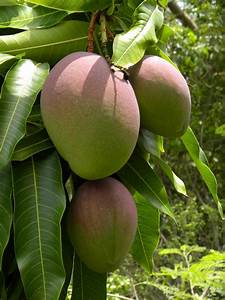 Mango Tree - Live Fruit Tree in a 3 Gallon Pot - Mangifera Indica &