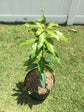 Mango Tree - Live Fruit Tree in a 3 Gallon Pot - Mangifera Indica &