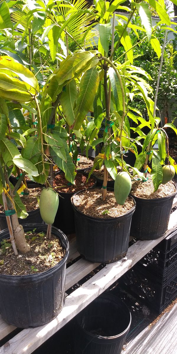 planting mango tree in pot Mango Tree - Live Fruit Tree in a 3 Gallon Pot