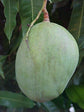 Mango Tree - Live Fruit Tree in a 3 Gallon Pot - Mangifera Indica &