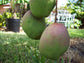 Mango Tree - Live Fruit Tree in a 3 Gallon Pot - Mangifera Indica &