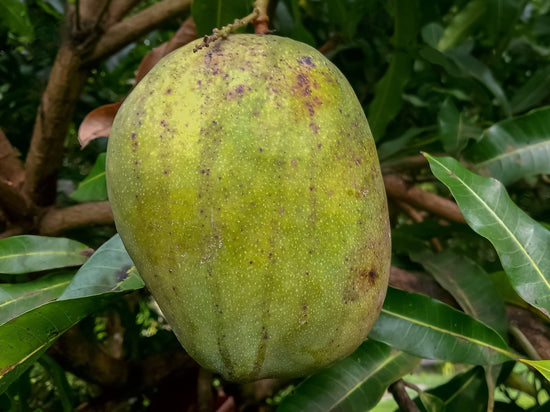 Mango Tree - Live Fruit Tree in a 3 Gallon Pot - Mangifera Indica &