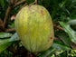 Mango Tree - Live Fruit Tree in a 3 Gallon Pot - Mangifera Indica &