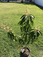 Mango Tree - Live Fruit Tree in a 3 Gallon Pot - Mangifera Indica &