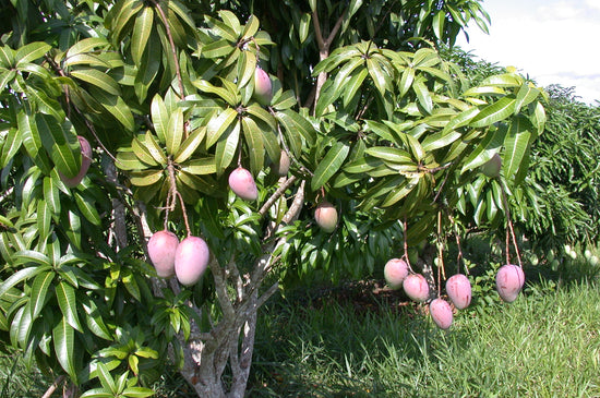 Mango Tree - Live Fruit Tree in a 3 Gallon Pot - Mangifera Indica &