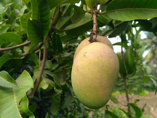 Mango Tree - Live Fruit Tree in a 3 Gallon Pot - Mangifera Indica &