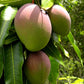 Mango Tree - Live Fruit Tree in a 3 Gallon Pot - Mangifera Indica &