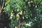 Mango Tree - Live Fruit Tree in a 3 Gallon Pot - Mangifera Indica &