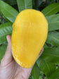 Mango Tree - Live Fruit Tree in a 3 Gallon Pot - Mangifera Indica &