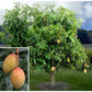 Mango Tree - Live Fruit Tree in a 3 Gallon Pot - Mangifera Indica &