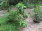 Mango Tree - Live Fruit Tree in a 3 Gallon Pot - Mangifera Indica &