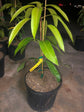 Mango Tree - Live Fruit Tree in a 3 Gallon Pot - Mangifera Indica &