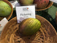 Mango Tree - Live Fruit Tree in a 3 Gallon Pot - Mangifera Indica &