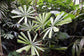 Mangrove Fan Palm - Live Plant in a 3 Gallon Growers Pot - Licuala Spinosa - Extremely Rare Ornamental Palms of Florida, 1 Plant