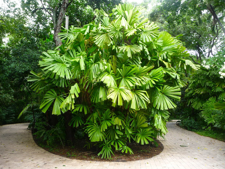 mangrove potted plant Mangrove Fan Palm - Live Plant in a 3 Gallon Growers Pot