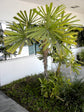 Mangrove Fan Palm - Live Plant in a 3 Gallon Growers Pot - Licuala Spinosa - Extremely Rare Ornamental Palms of Florida, 1 Plant