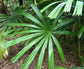 Mangrove Fan Palm - Live Plant in a 3 Gallon Growers Pot - Licuala Spinosa - Extremely Rare Ornamental Palms of Florida, 1 Plant