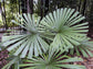 Mangrove Fan Palm - Live Plant in a 3 Gallon Growers Pot - Licuala Spinosa - Extremely Rare Ornamental Palms of Florida, 1 Plant