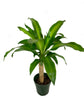 Dracaena Massangeana Cane Corn Plant - Live Plant in a 6 Inch Pot - Dracaena Fragrans - Beautiful Easy Care Air Purifying Indoor Houseplant