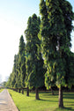 Mast Tree - Live Plant in a 3 Gallon Growers Pot - Polyalthia Longifolia - Extremely Rare Ornamental Trees of The World