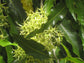 Mast Tree - Live Plant in a 3 Gallon Growers Pot - Polyalthia Longifolia - Extremely Rare Ornamental Trees of The World