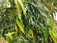 Mast Tree - Live Plant in a 3 Gallon Growers Pot - Polyalthia Longifolia - Extremely Rare Ornamental Trees of The World