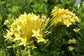 Maui Yellow Ixora - Live Plant in a 10 Inch Pot - Ixora Coccinea &