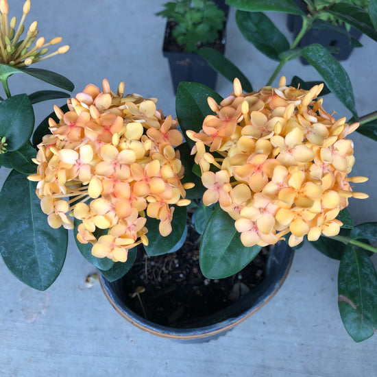 Maui Yellow Ixora - Live Plant in a 10 Inch Pot - Ixora Coccinea &