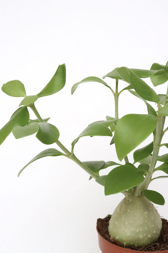 Maze Plant - Ant Plant - Live Plant in a 3 Inch Growers Pot - Hydnophytum Papuanum - Unusual and Rare Tropical Indoor Outdoor Houseplant