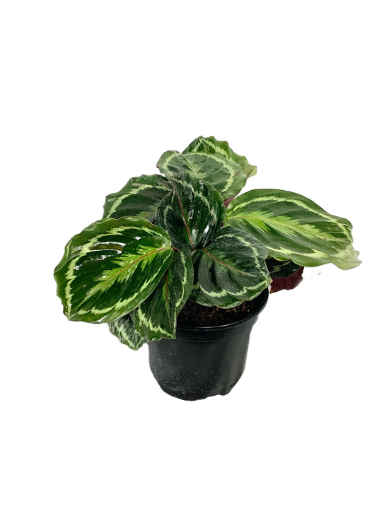 Calathea Medallion - Live Plant in a 6 Inch Pot - Calathea Roseopicta - Beautiful Easy to Grow Air Purifying Indoor Plant
