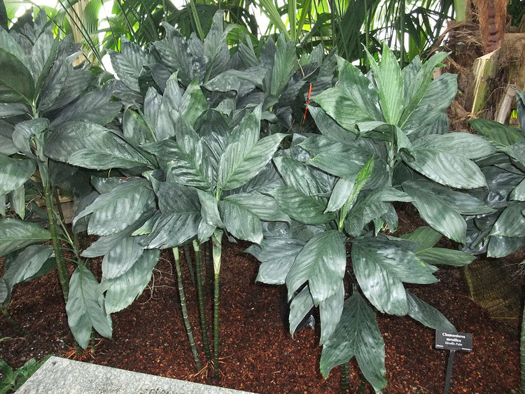 plants of steel palm Metal Palm Tree - Live Plant in a 3 Gallon Growers Pot