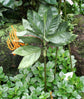 Metal Palm Tree - Live Plant in a 3 Gallon Growers Pot - Chamaedorea Metallica - Rare Ornamental Palms of Florida