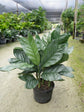 Metal Palm Tree - Live Plant in a 3 Gallon Growers Pot - Chamaedorea Metallica - Rare Ornamental Palms of Florida