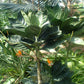 Metal Palm Tree - Live Plant in a 3 Gallon Growers Pot - Chamaedorea Metallica - Rare Ornamental Palms of Florida