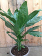 Metal Palm Tree - Live Plant in a 3 Gallon Growers Pot - Chamaedorea Metallica - Rare Ornamental Palms of Florida