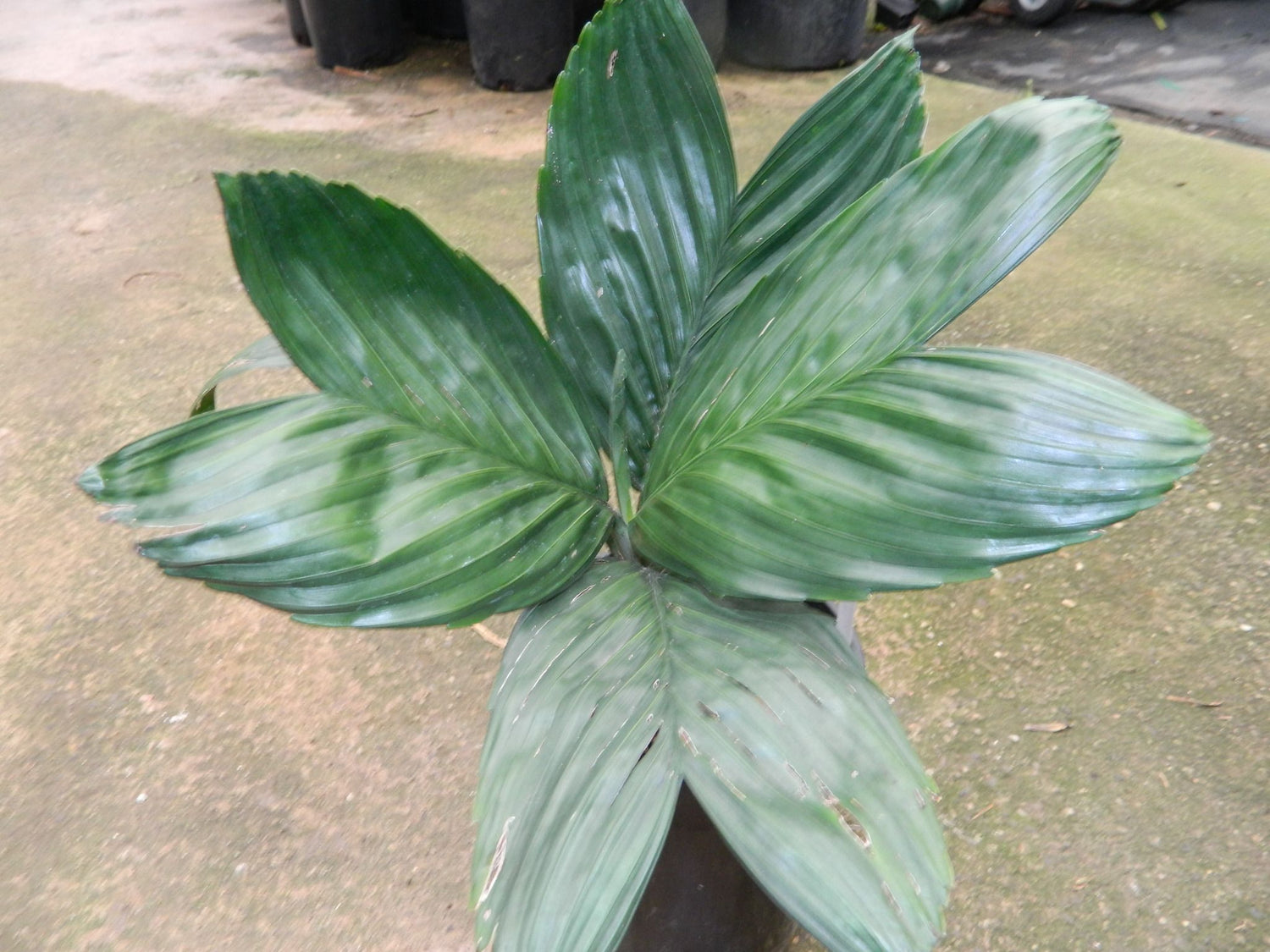 metallic palm plant Metal Palm Tree - Live Plant in a 6 Inch Growers Pot