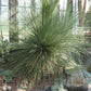 Mexican Grass Tree - Live Plant in a 6 Inch Pot - Dasylirion Longissimum - Extremely Rare, Beautiful and Unique Cactus Succulent