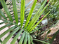 Mexican Parlor Palm - Live Plant in a 3 Gallon Growers Pot - Chamaedorea Radicalis - Extremely Rare Palms from Florida