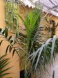 Mexican Parlor Palm - Live Plant in a 3 Gallon Growers Pot - Chamaedorea Radicalis - Extremely Rare Palms from Florida