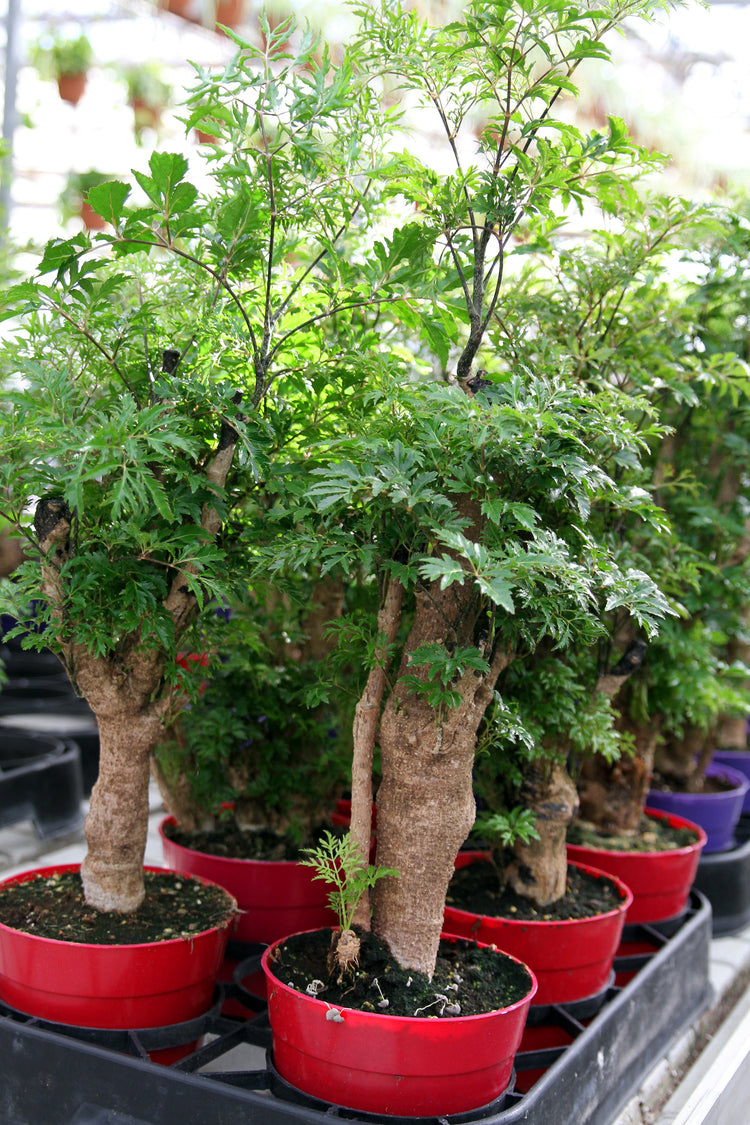 polyscias indoor plant Ming Aralia - Live Plant in a 6 Inch Pot - Polyscias Fruticosa