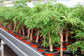 Ming Aralia - Live Plant in a 6 Inch Pot - Polyscias Fruticosa - Florist Quality Beautiful Easy Care Indoor Houseplant