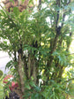 Ming Aralia - Live Plant in a 6 Inch Pot - Polyscias Fruticosa - Florist Quality Beautiful Easy Care Indoor Houseplant